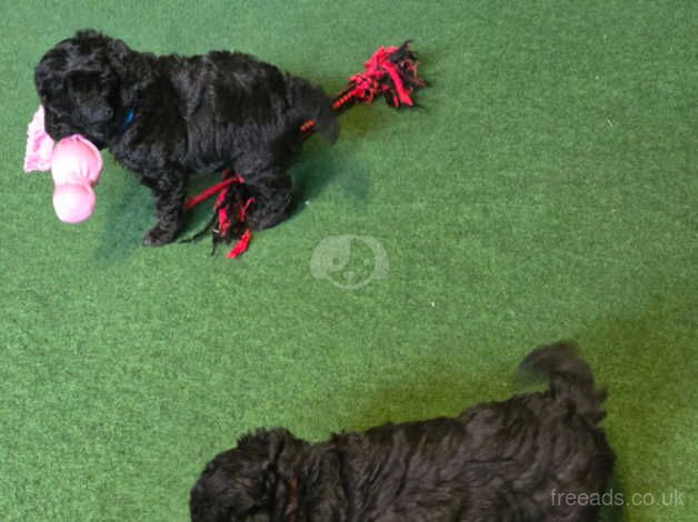Poodle puppies for sale in Preston, East Lothian – 11 months old - Image 5 of 5