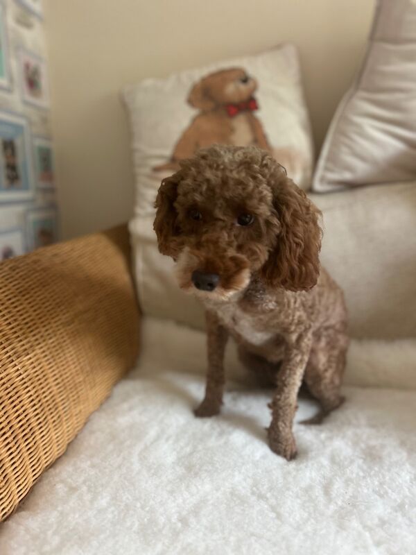 Re-home of our miniature Red Poodle