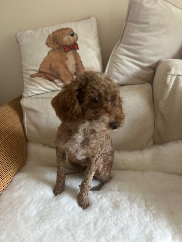 Re-home of our miniature Red Poodle - Image 2 of 3