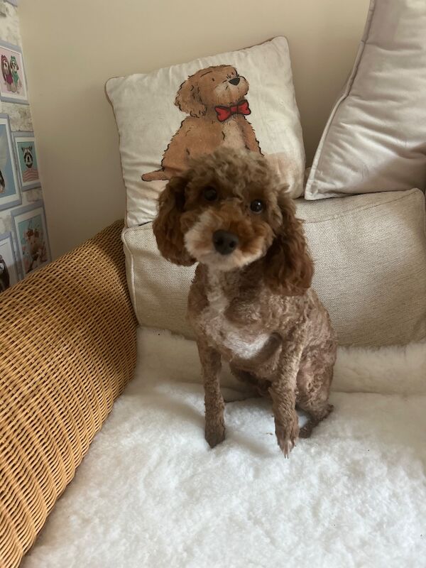 Re-home of our miniature Red Poodle - Image 3 of 3