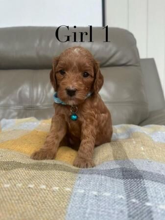 READY NOW!!!! Beautiful F1b Red Irish Doodle Puppies for sale in Holmes Chapel, Cheshire