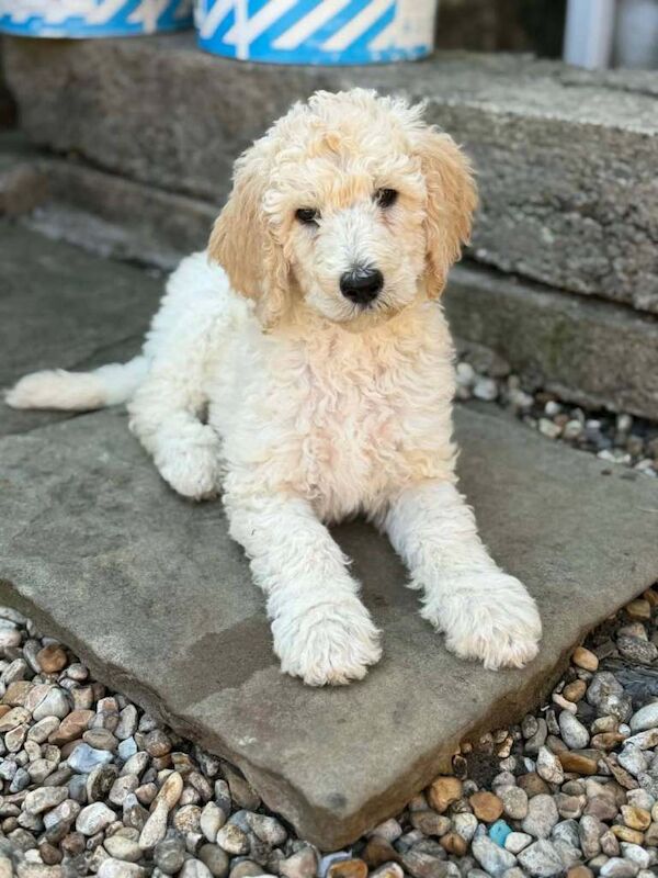 READY NOW Standard Poodle puppies