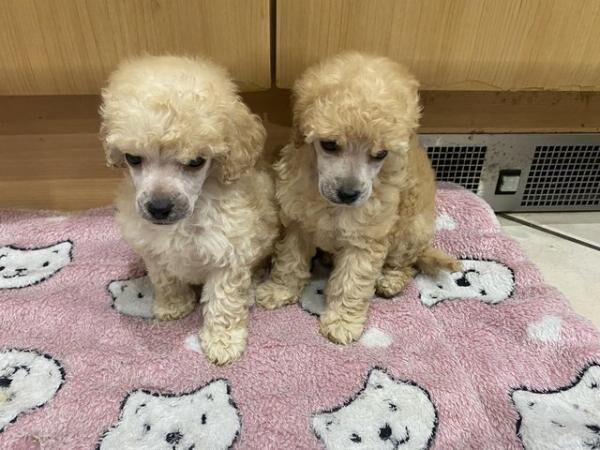 Poodle puppies for sale in Abberton, Essex – 1 year old - Image 1 of 5