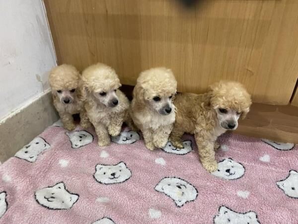 Poodle puppies for sale in Abberton, Essex – 1 year old - Image 2 of 5