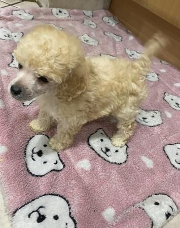 Poodle puppies for sale in Abberton, Essex – 1 year old - Image 3 of 5