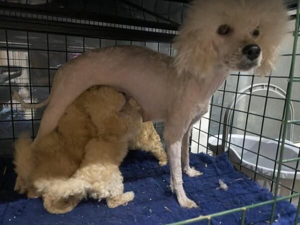 Poodle puppies for sale in Abberton, Essex – 1 year old - Image 4 of 5