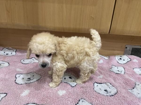 Poodle puppies for sale in Abberton, Essex – 1 year old - Image 5 of 5