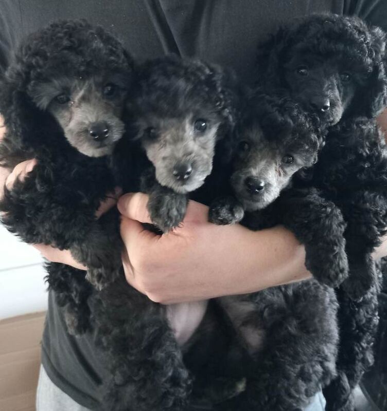 *ready now*amazing kc full pedigree silver, chocolate & black toy poodles - Image 2 of 4