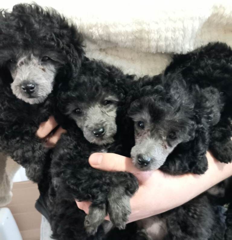 *ready now*amazing kc full pedigree silver, chocolate & black toy poodles - Image 3 of 4