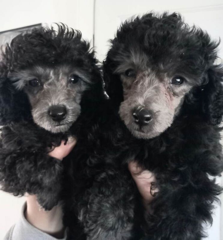 *ready now*amazing kc full pedigree silver, chocolate & black toy poodles - Image 4 of 4