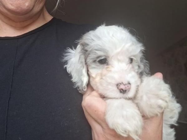 Poodle puppies for sale in Canterbury, Kent – 1 year old - Image 2 of 5
