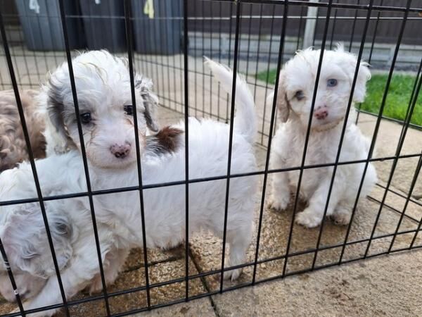 Poodle puppies for sale in Canterbury, Kent – 1 year old - Image 3 of 5