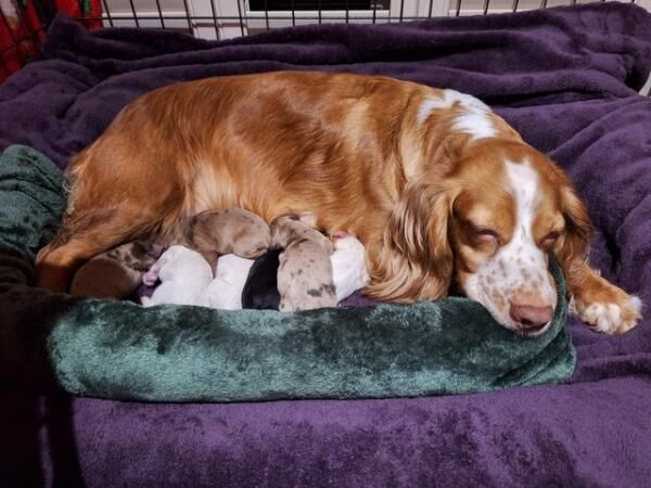 Poodle puppies for sale in Canterbury, Kent – 1 year old - Image 4 of 5