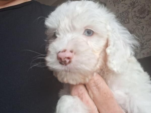 Poodle puppies for sale in Canterbury, Kent – 1 year old - Image 5 of 5