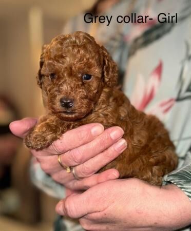 * Red/apricot toy poodle puppies,adorable! * for sale in Manchester, Greater Manchester