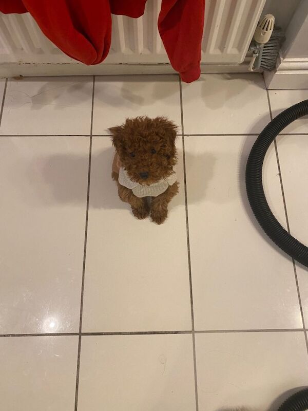 Red maltipoo - Image 2 of 5