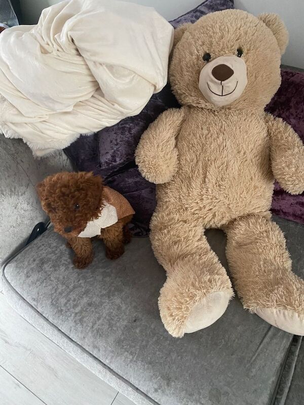 Red maltipoo - Image 3 of 5