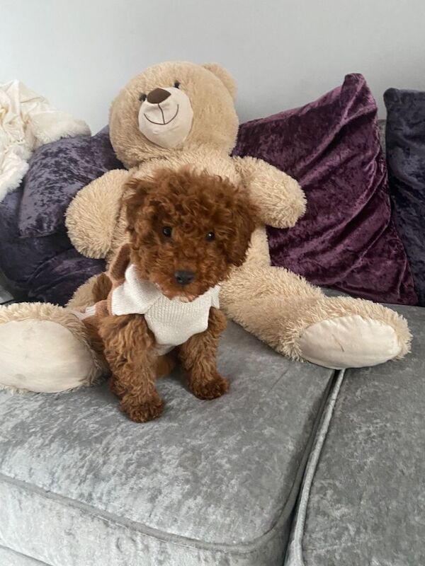 Red maltipoo - Image 4 of 5