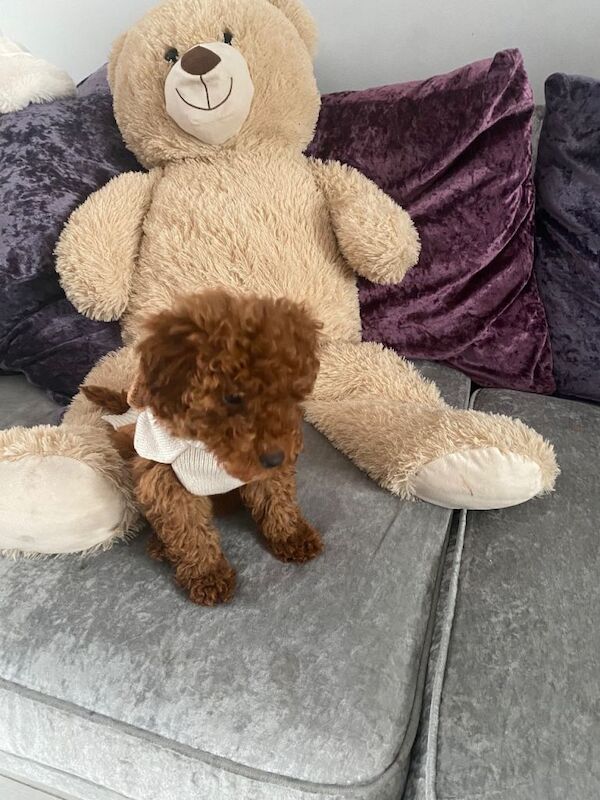 Red maltipoo - Image 5 of 5