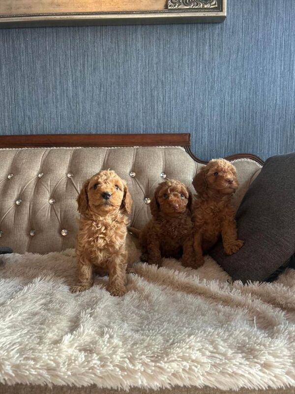 Poodle Puppies For Sale