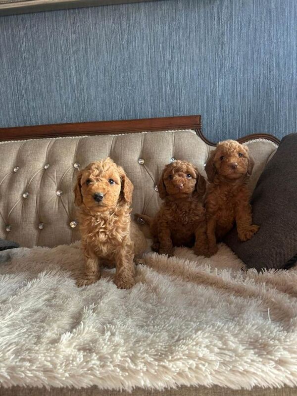 Red Miniature Poodle Puppies - Image 2 of 6