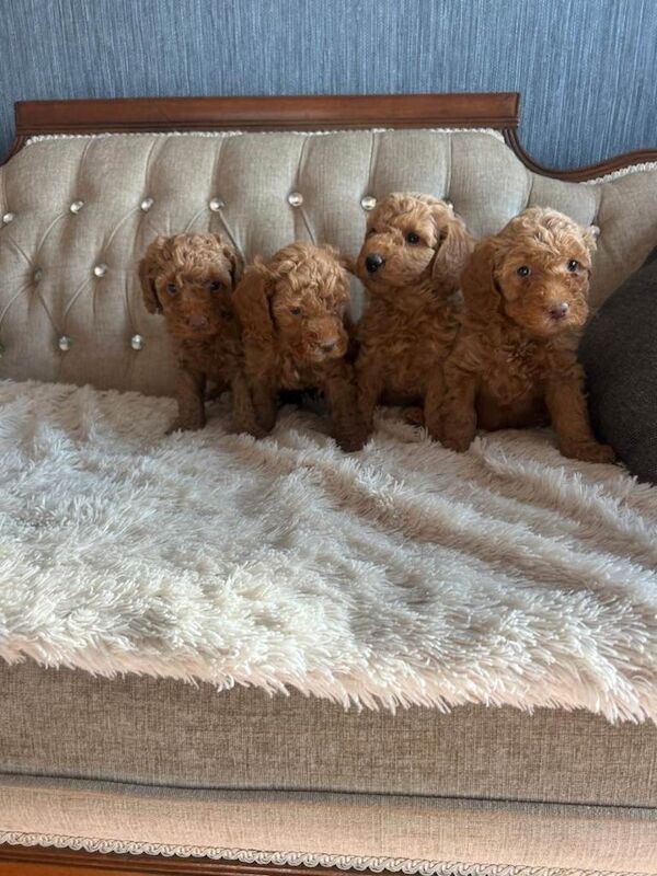Red Miniature Poodle Puppies - Image 3 of 6