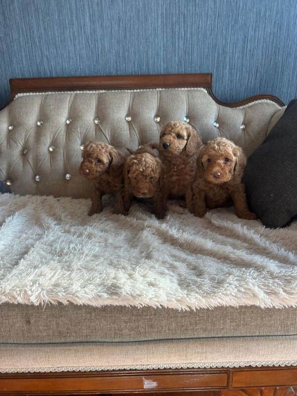 Red Miniature Poodle Puppies - Image 4 of 6