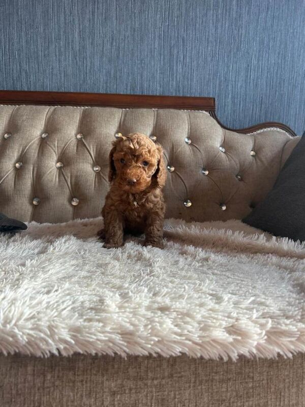 Red Miniature Poodle Puppies - Image 5 of 6