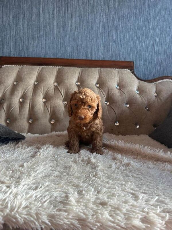 Red Miniature Poodle Puppies - Image 6 of 6