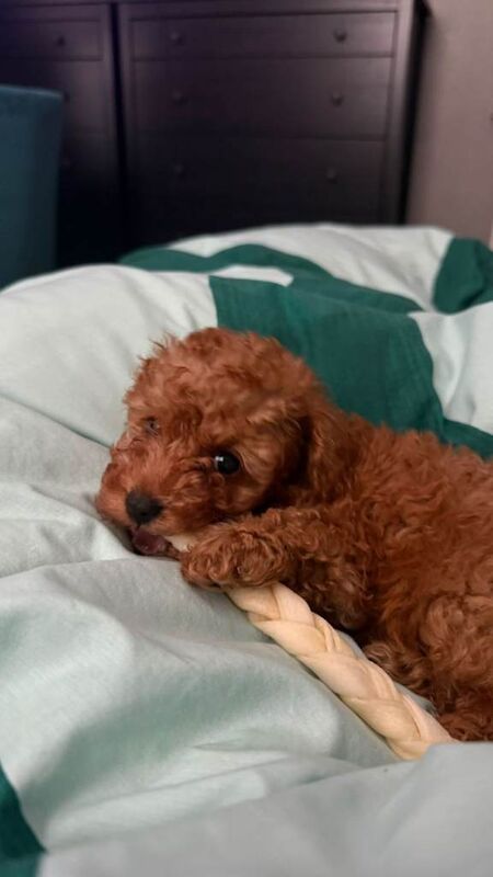 Poodle puppies for sale in Croydon, London – 9 weeks old