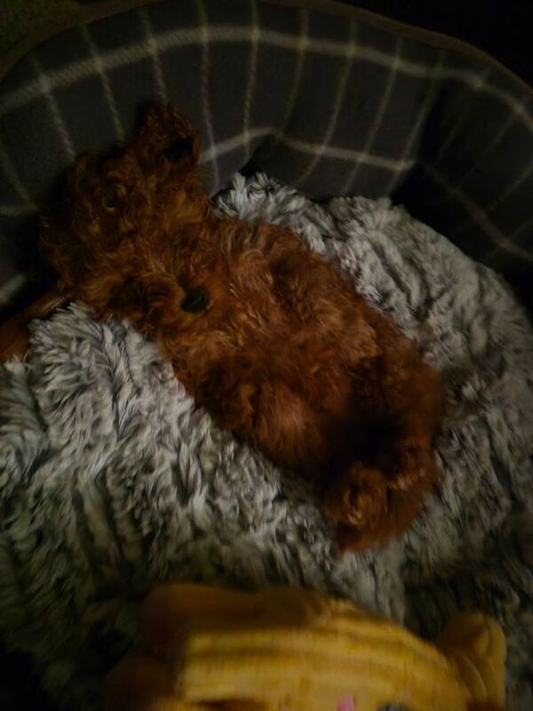 Poodle puppies for sale in Croydon, London – 9 weeks old - Image 2 of 4