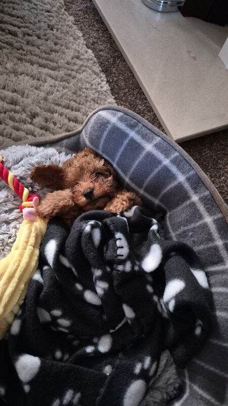 Poodle puppies for sale in Croydon, London – 9 weeks old - Image 3 of 4