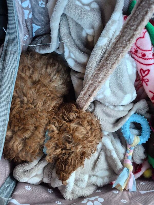 Poodle puppies for sale in Croydon, London – 9 weeks old - Image 4 of 4