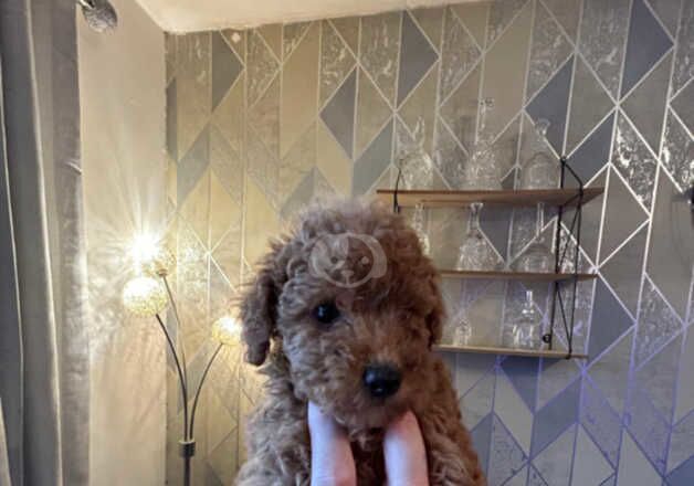Poodle puppies for sale in Bedworth, Warwickshire – 1 year old - Image 2 of 5