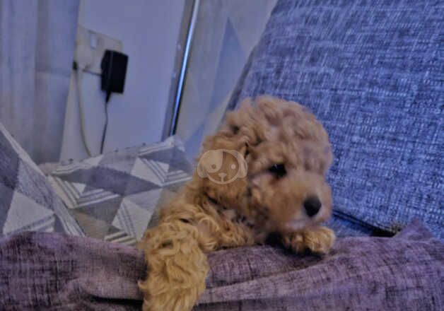 Poodle puppies for sale in Bedworth, Warwickshire – 1 year old - Image 3 of 5