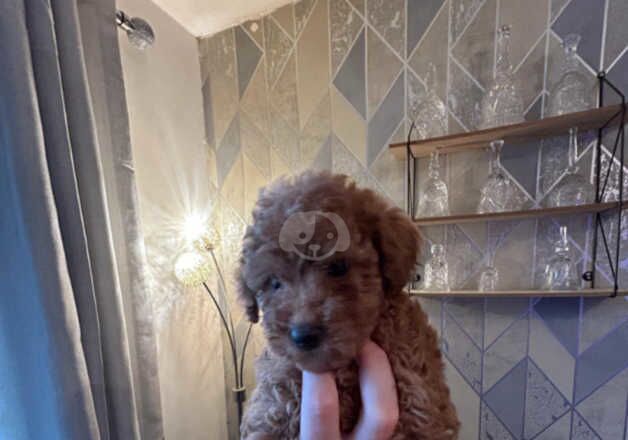 Poodle puppies for sale in Bedworth, Warwickshire – 1 year old - Image 4 of 5