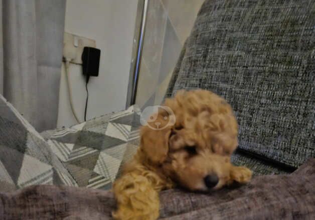 Poodle puppies for sale in Bedworth, Warwickshire – 1 year old - Image 5 of 5