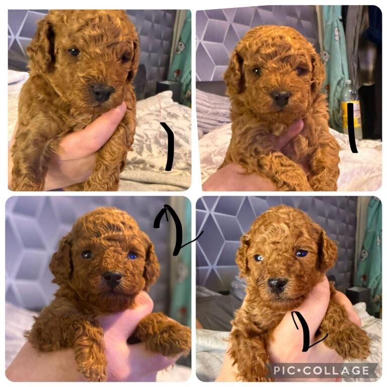 Poodle Puppies For Sale