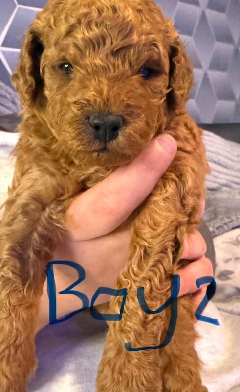 Red toy poodle puppy’s - Image 2 of 6