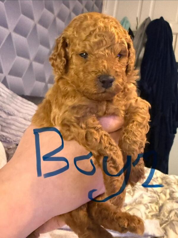 Red toy poodle puppy’s - Image 3 of 6
