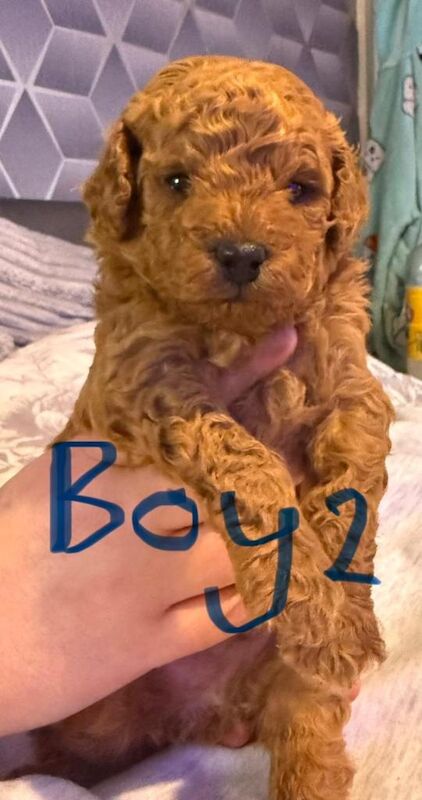 Red toy poodle puppy’s - Image 4 of 6