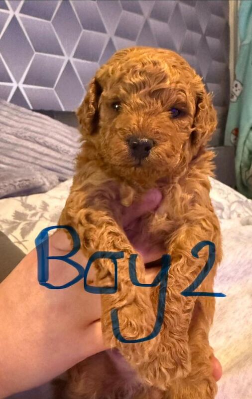 Red toy poodle puppy’s - Image 5 of 6