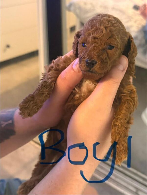 Red toy poodle puppy’s - Image 6 of 6