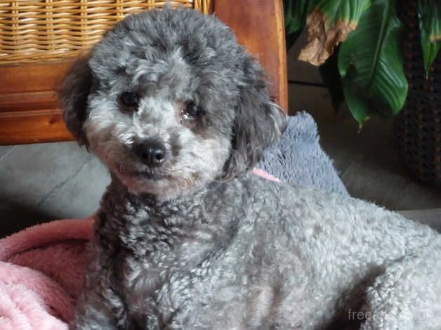 Poodle puppies for sale in Sheffield, South Yorkshire – 7 years old - Image 1 of 1