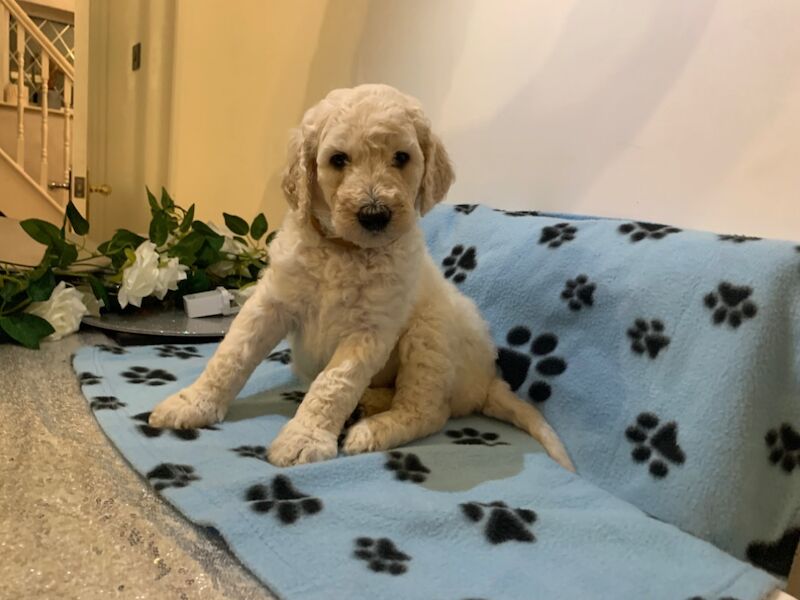 Poodle puppies for sale in Leeds, West Yorkshire – KC registered, 6 months old - Image 1 of 8