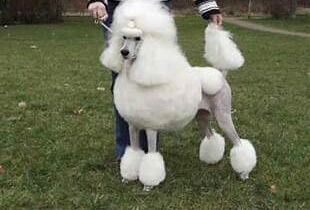 Poodle puppies for sale in Leeds, West Yorkshire – KC registered, 6 months old - Image 2 of 8