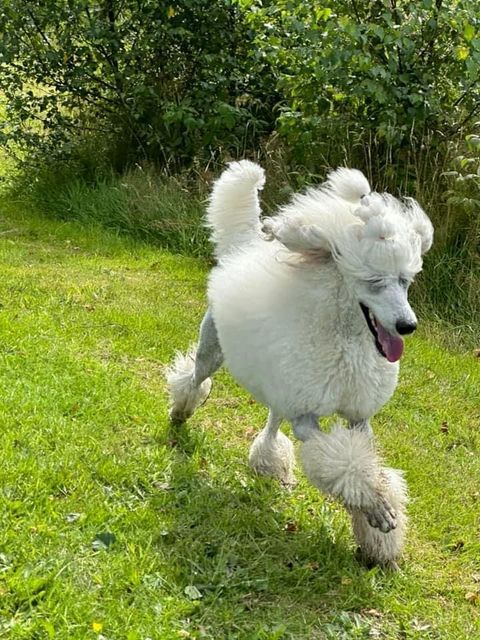 Poodle puppies for sale in Leeds, West Yorkshire – KC registered, 6 months old - Image 3 of 8