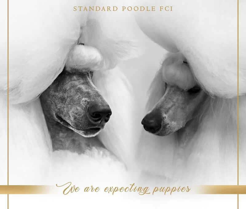Poodle puppies for sale in Leeds, West Yorkshire – KC registered, 6 months old - Image 4 of 8