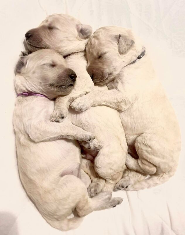 Poodle puppies for sale in Leeds, West Yorkshire – KC registered, 6 months old - Image 5 of 8