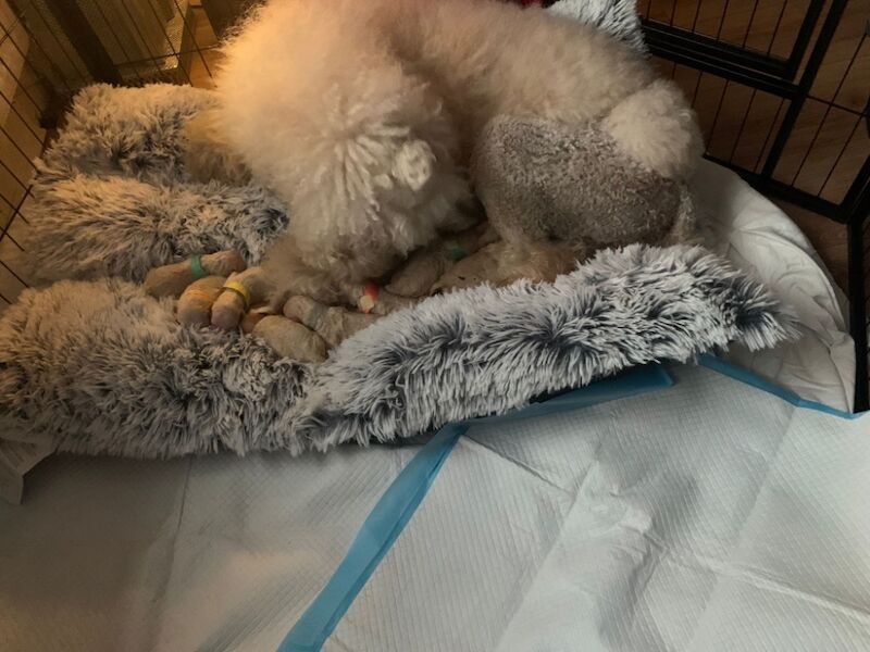 Poodle puppies for sale in Leeds, West Yorkshire – KC registered, 6 months old - Image 6 of 8